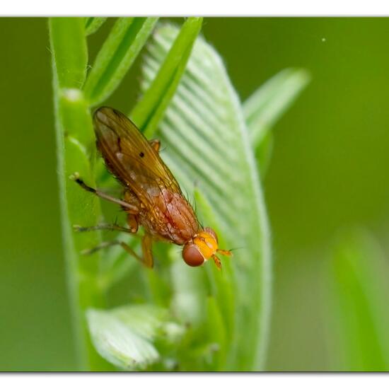 Eine unbekannte Art: Tier im Habitat Naturnahe Wiese in der NatureSpots App