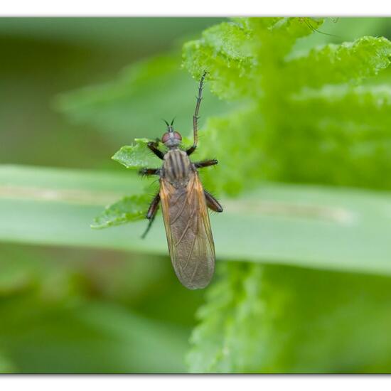 Gemeine Schnepfenfliege: Tier im Habitat Naturnahe Wiese in der NatureSpots App