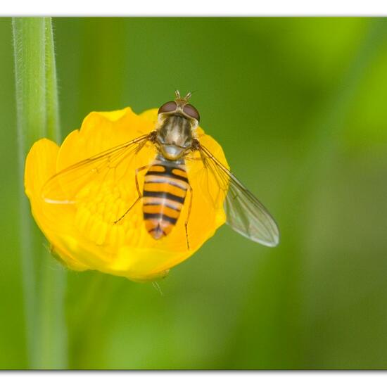 Rotbraune Tanzfliege: Tier im Habitat Naturnahe Wiese in der NatureSpots App