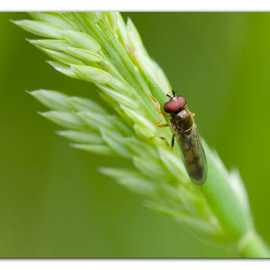 Gemeine Schnepfenfliege: Tier im Habitat Naturnahe Wiese in der NatureSpots App