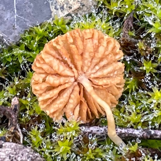 Häublinge: Pilz im Habitat Anderes Grasland/Busch-Habitat in der NatureSpots App