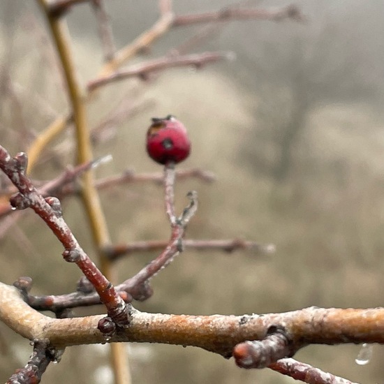 Weißdorne: Pflanze im Habitat Grasland und Büsche in der NatureSpots App