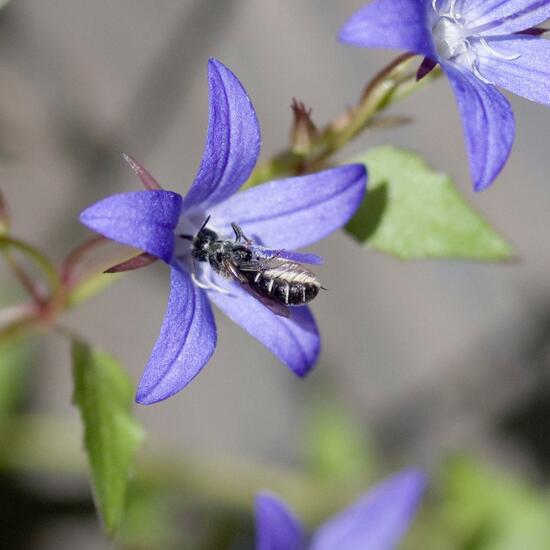 Chelostoma rapunculi: Tier im Habitat Garten in der NatureSpots App