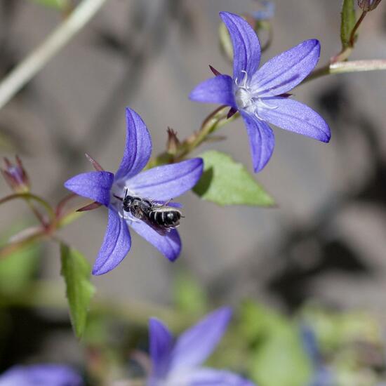 Chelostoma rapunculi: Tier im Habitat Garten in der NatureSpots App