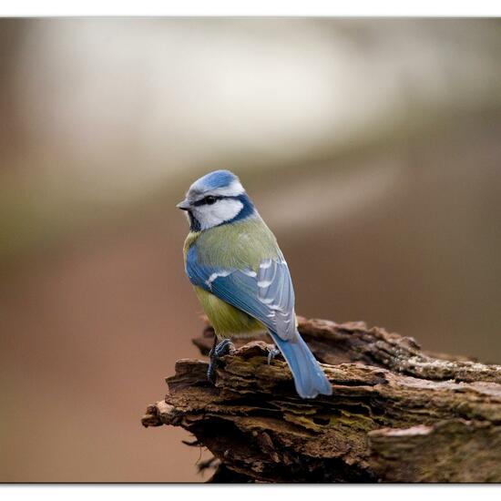 Rotkehlchen: Tier im Habitat Hinterhof in der NatureSpots App