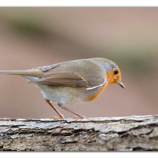 Rotkehlchen: Tier im Habitat Hinterhof in der NatureSpots App