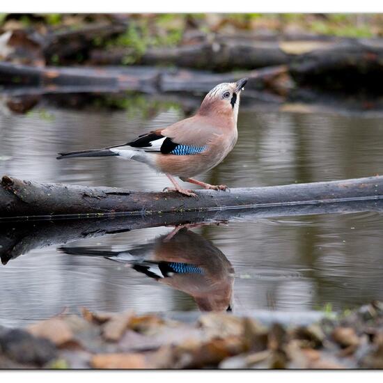 Eurasian Jay: Animal in habitat Backyard in the NatureSpots App