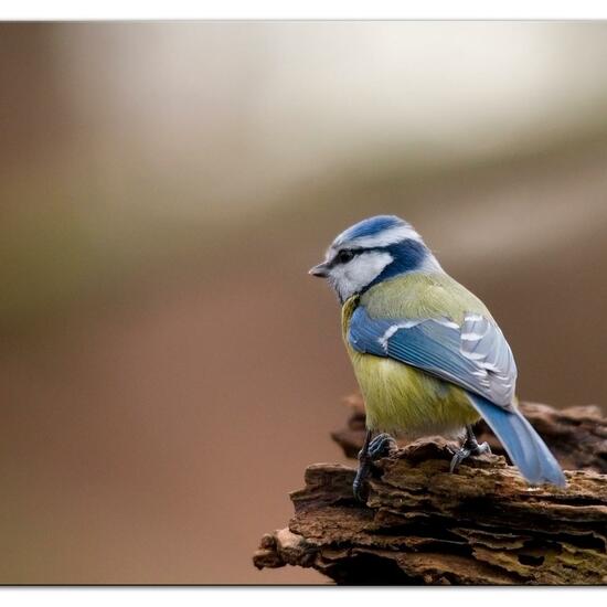 Rotkehlchen: Tier im Habitat Hinterhof in der NatureSpots App