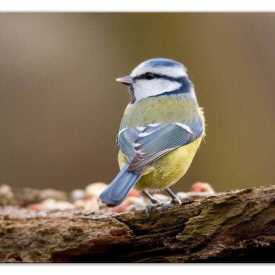 Blaumeise: Tier im Habitat Hinterhof in der NatureSpots App