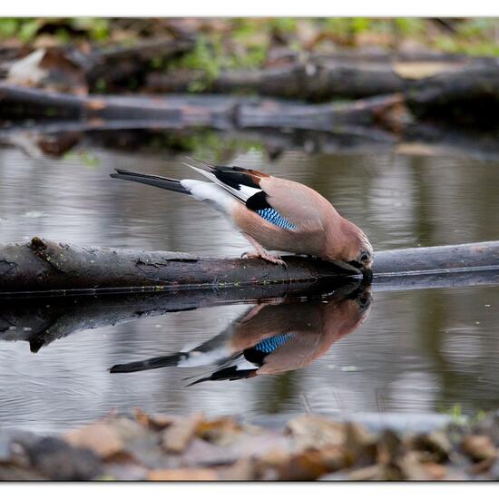 Eurasian Jay: Animal in habitat Backyard in the NatureSpots App