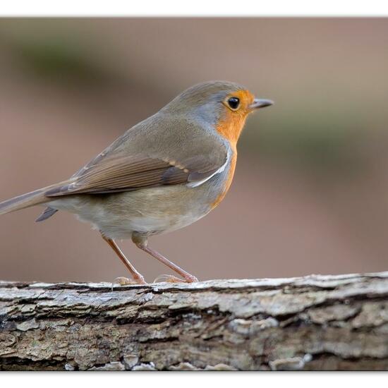 Rotkehlchen: Tier im Habitat Hinterhof in der NatureSpots App