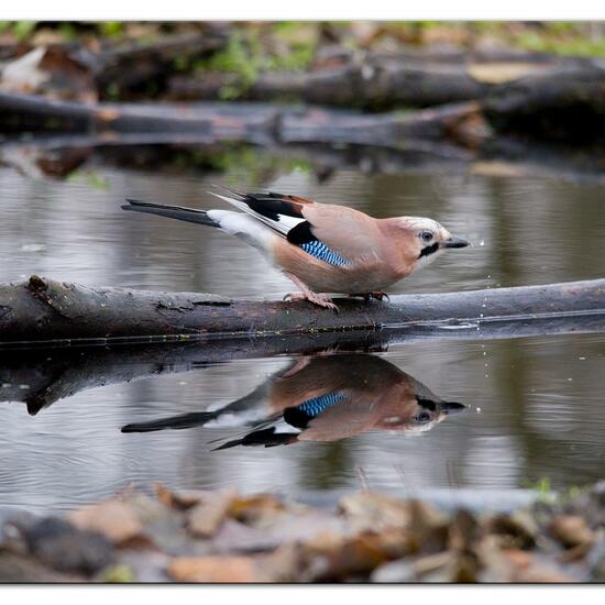 Eurasian Jay: Animal in habitat Backyard in the NatureSpots App