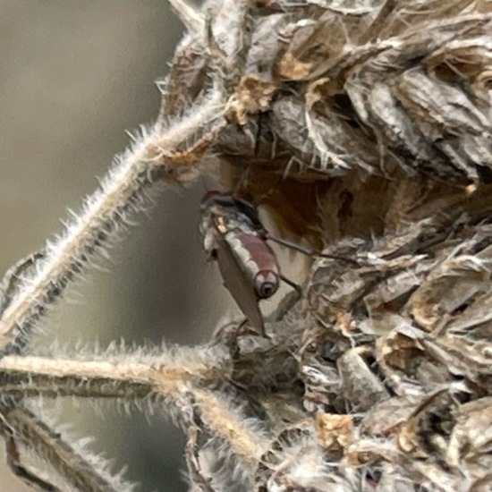 Diptera: Animal in habitat Garden in the NatureSpots App