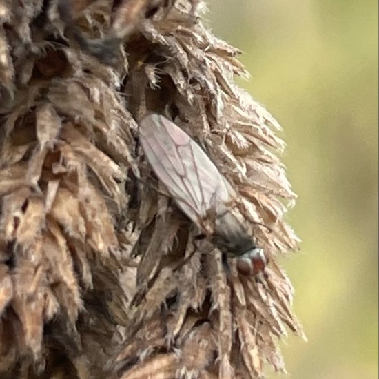 Diptera: Animal in habitat Garden in the NatureSpots App