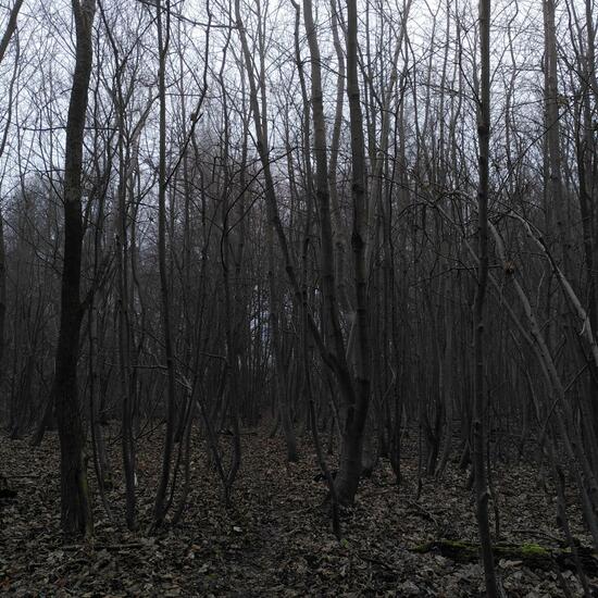 Landschaft: Wald im Habitat Wald der gemäßigten Breiten in der NatureSpots App