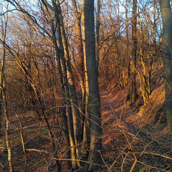 Landschaft: Wald im Habitat Wald der gemäßigten Breiten in der NatureSpots App