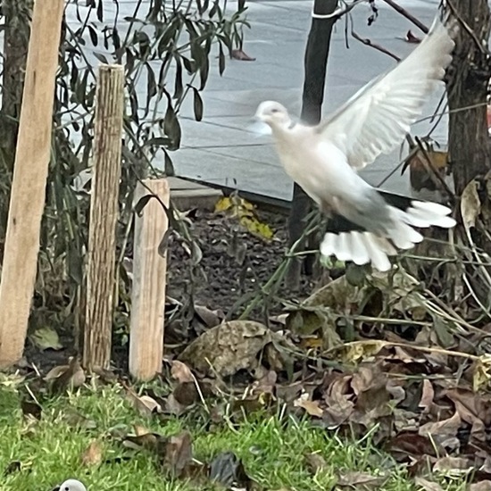 Türkentaube: Tier im Habitat Garten in der NatureSpots App