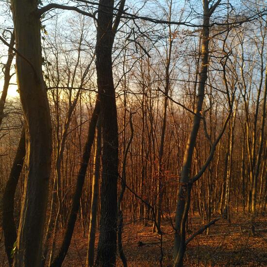 Landschaft: Wald im Habitat Wald der gemäßigten Breiten in der NatureSpots App