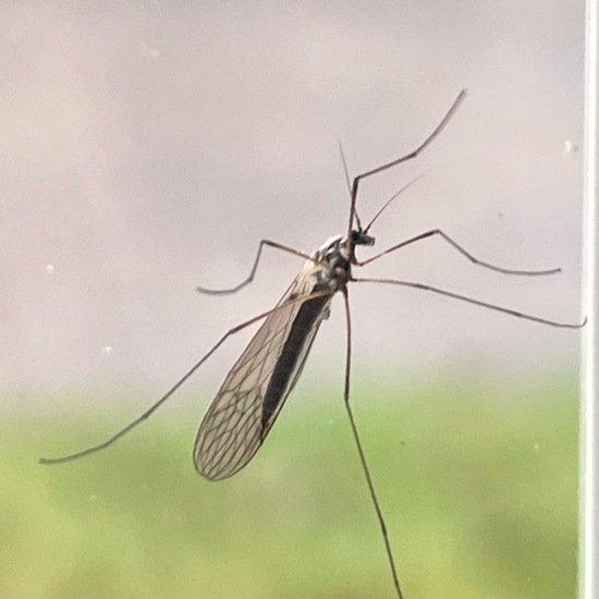 Wintermücken: Tier im Habitat Garten in der NatureSpots App