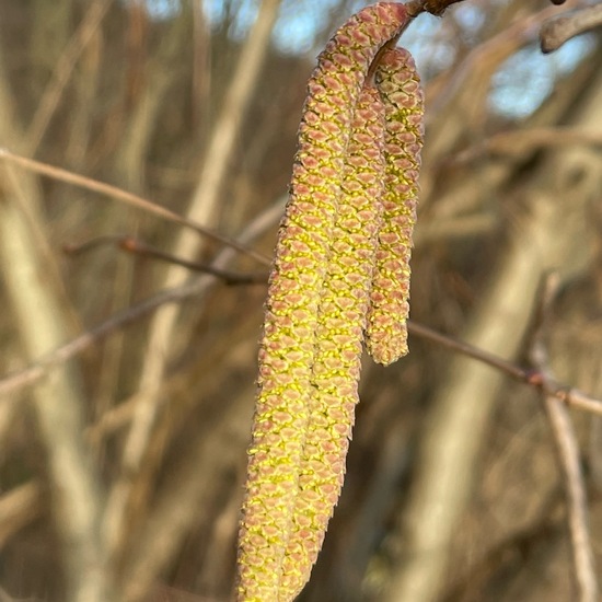 Corylus avellana: Plant in habitat Temperate forest in the NatureSpots App