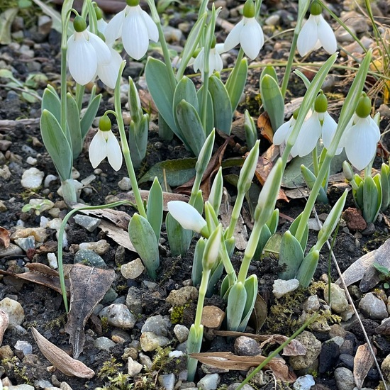 Galanthus elwesii var. elwesii: Pflanze im Habitat Garten in der NatureSpots App