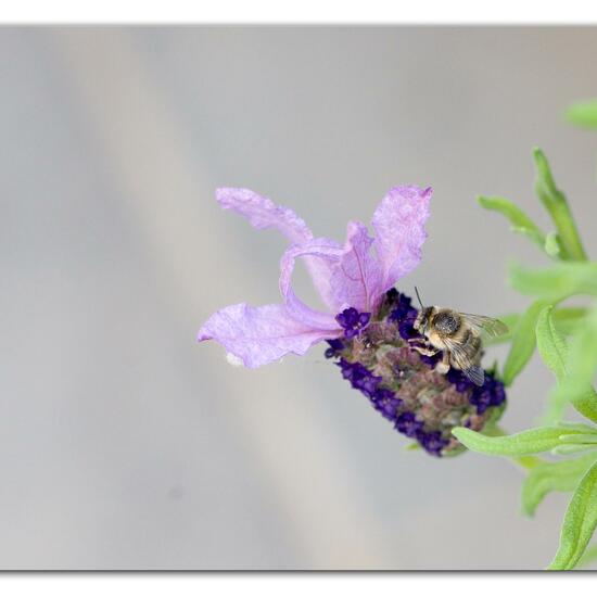 Anthophora quadrimaculata: Tier im Habitat Garten in der NatureSpots App