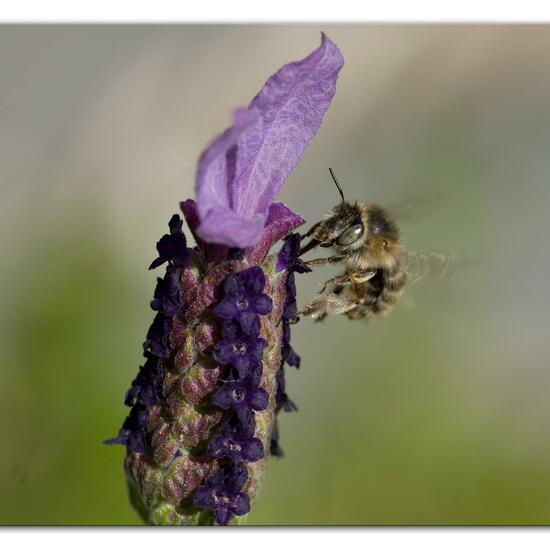 Anthophora quadrimaculata: Tier im Habitat Garten in der NatureSpots App