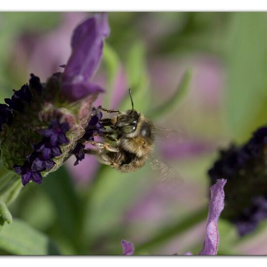 Anthophora quadrimaculata: Tier im Habitat Garten in der NatureSpots App