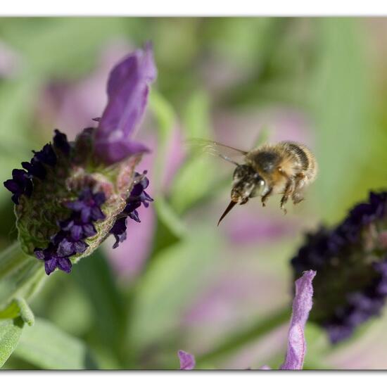 Anthophora quadrimaculata: Tier im Habitat Garten in der NatureSpots App