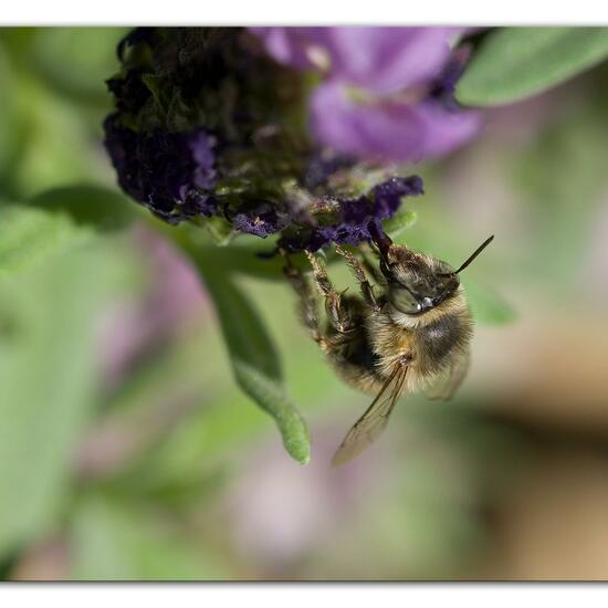 Anthophora quadrimaculata: Tier im Habitat Garten in der NatureSpots App