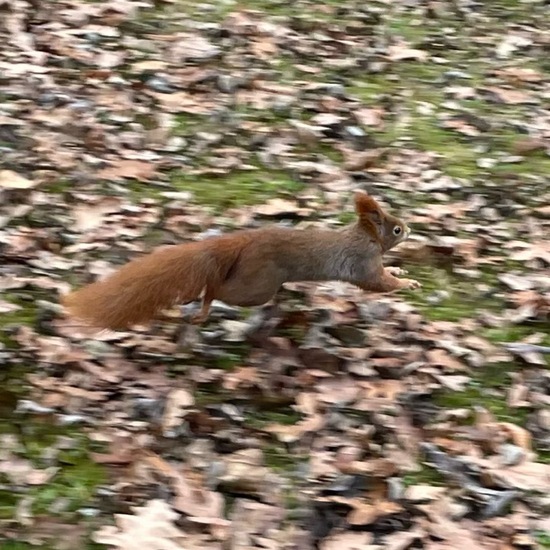 Eurasisches Eichhörnchen: Tier im Habitat Park in der NatureSpots App