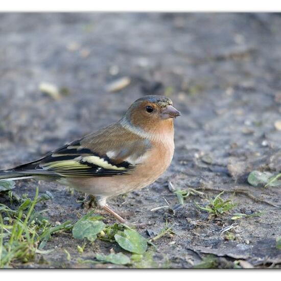 Buchfink: Tier im Habitat Hinterhof in der NatureSpots App