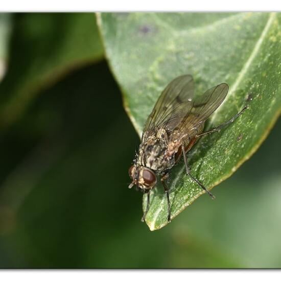 Phaonia tuguriorum: Tier im Habitat Garten in der NatureSpots App