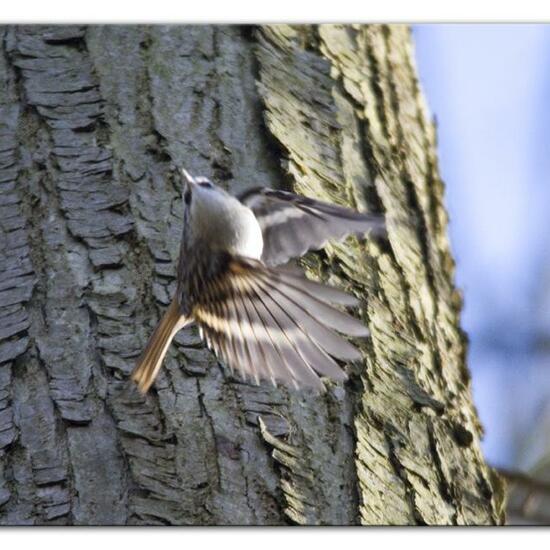 Gartenbaumläufer: Tier im Habitat Hinterhof in der NatureSpots App