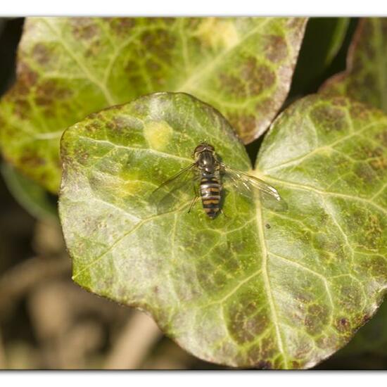 Hainschwebfliege: Tier im Habitat Garten in der NatureSpots App