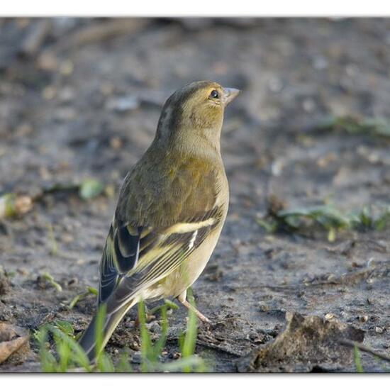 Buchfink: Tier im Habitat Hinterhof in der NatureSpots App