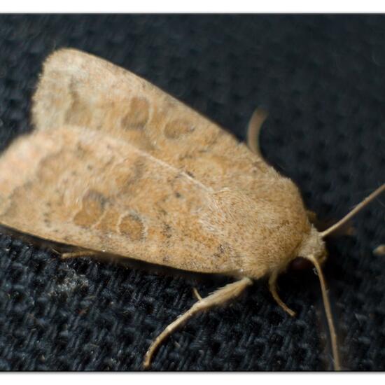 Hoplodrina octogenaria: Tier im Habitat Garten in der NatureSpots App