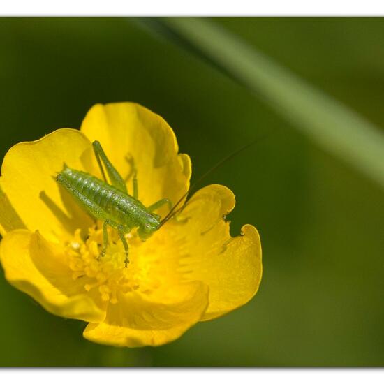 Grünes Heupferd: Tier im Habitat Naturnahe Wiese in der NatureSpots App