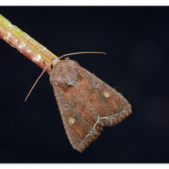 Gemüseeule: Tier im Habitat Garten in der NatureSpots App