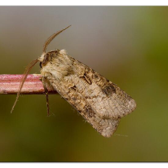 Agrotis clavis: Tier im Habitat Garten in der NatureSpots App