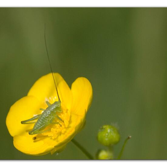 Grünes Heupferd: Tier im Habitat Naturnahe Wiese in der NatureSpots App