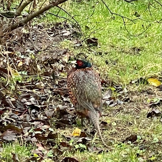 Edelfasanen: Tier im Habitat Garten in der NatureSpots App