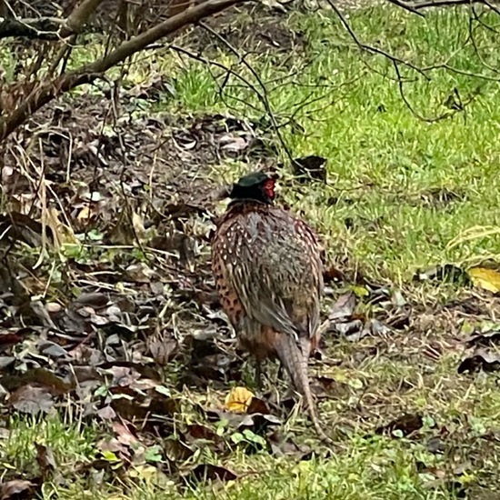 Edelfasanen: Tier im Habitat Garten in der NatureSpots App