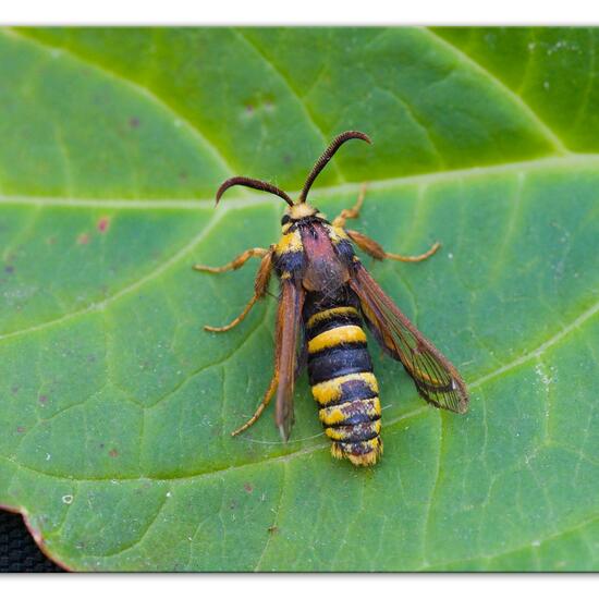 Hornissen-Glasflügler: Tier im Habitat Wald in der NatureSpots App