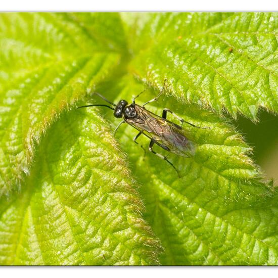 Macrophya albicincta: Tier im Habitat Naturnahe Wiese in der NatureSpots App