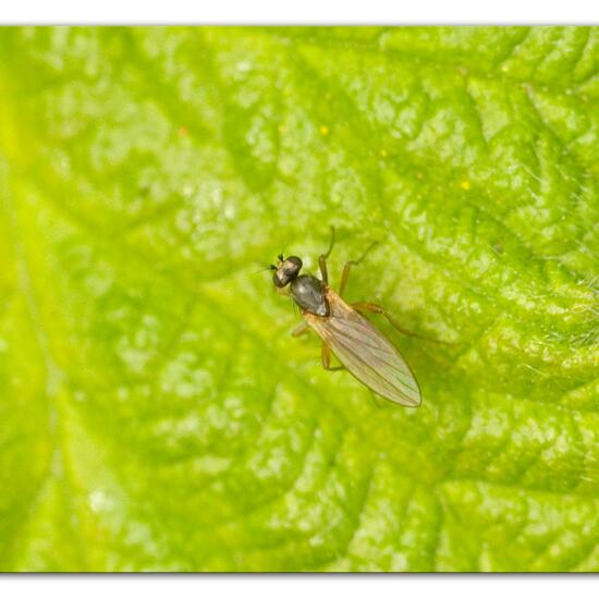 Lonchoptera lutea: Tier im Habitat Naturnahe Wiese in der NatureSpots App