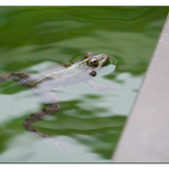 Seefrosch: Tier im Habitat Garten in der NatureSpots App