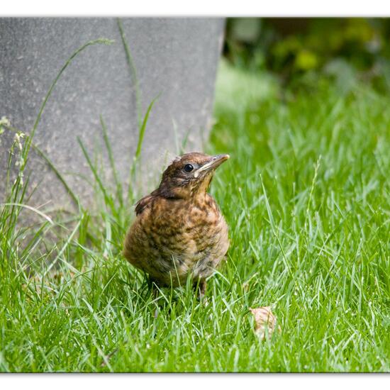 Amsel: Tier im Habitat Garten in der NatureSpots App