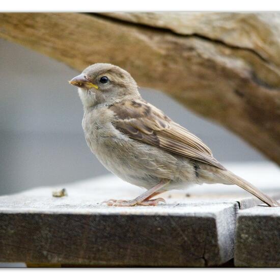 Haussperling: Tier im Habitat Garten in der NatureSpots App