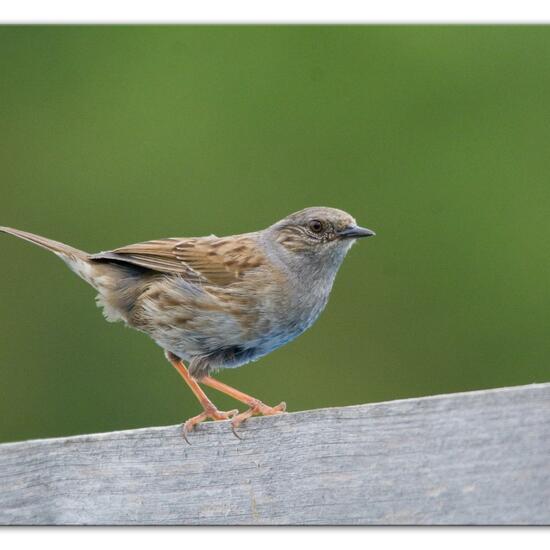 Heckenbraunelle: Tier im Habitat Garten in der NatureSpots App